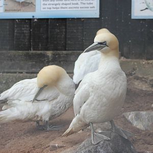 Northern gannets