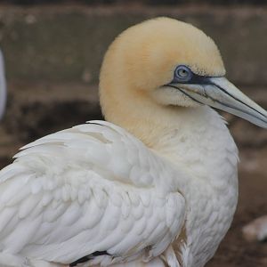 Northern gannet
