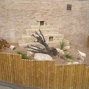 View of Meerkat enclosure