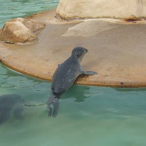 Common Seal pup