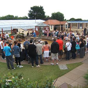 View Black-footed Penguin feeding
