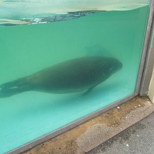 Hooded Seal under water