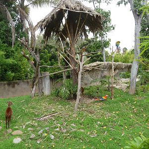 mexican brocket deer and macaws exhibit zoologico de aragon