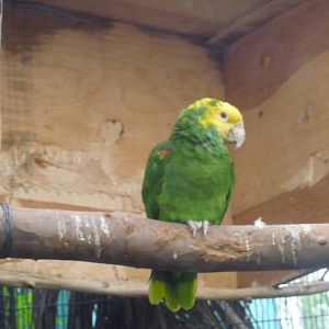 yellow headed amazon parrot zoologico de aragon