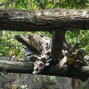 margay zoologico de aragon