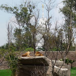 lion exhibit zoologico de aragon