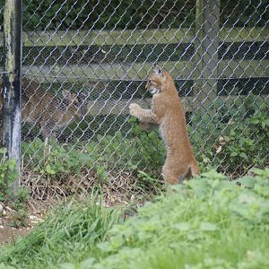 Hunting Practise or staring contest?