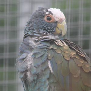 unidentified parrot