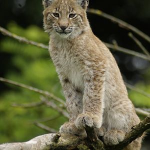 Lynx kitten