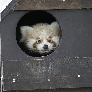 Red panda cub