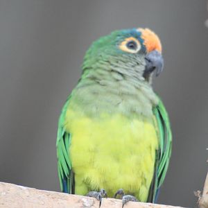 Orange-fronted Conure