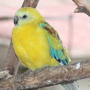 unknown parakeet