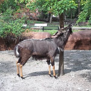 Nyala