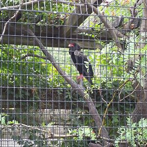 Bateleur Eagle