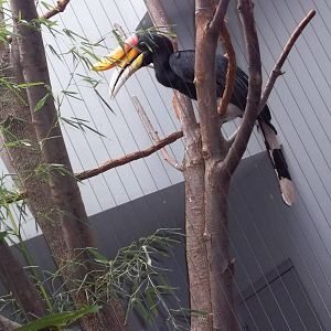 Rhinoceros Hornbill