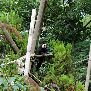 Saki Monkey - August 2012