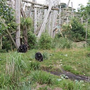 Chimps - August 2012