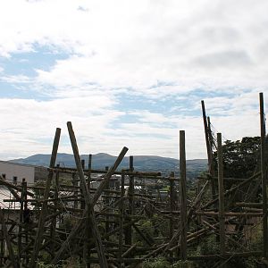 Chimps - August 2012