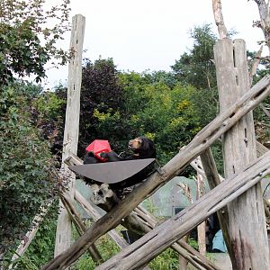 Sun Bear - August 2012