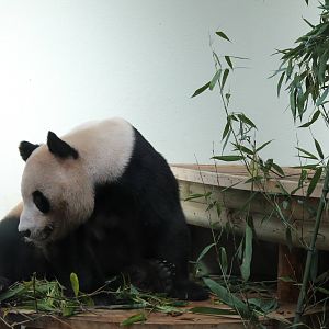 Male Giant Panda - August 2012