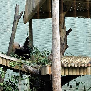 Male Giant Panda - August 2012