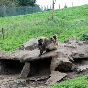 Geladas - August 2012