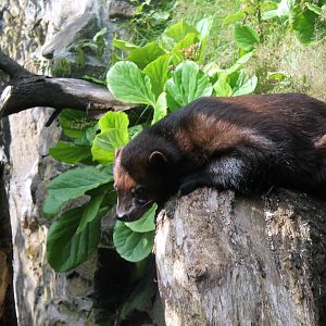 Wolverine - August 2012