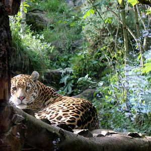 Jaguar - August 2012