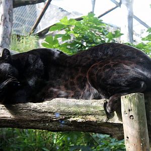 Jaguar - August 2012