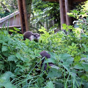 Otters - August 2012