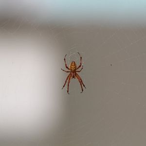 Orb Weaving Spider