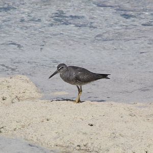 Wandering Tattler (Heteroscelus incanus)