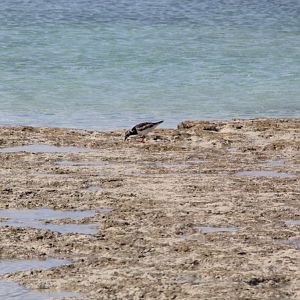 Ruddy Turnstone (Arenaria interpres)