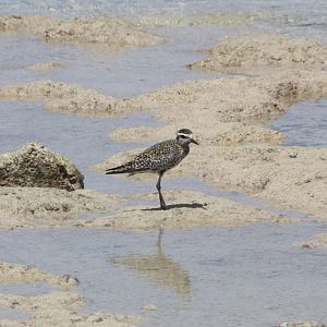 Pacific Golden Plover (Pluvialis fulva)