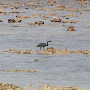 Reef Heron (Egretta sacra)