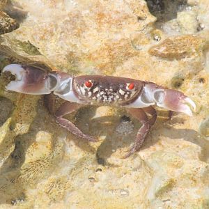 Aggressive Crab