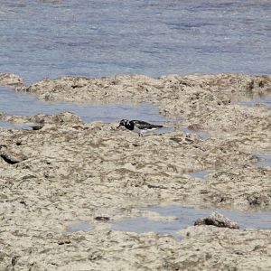 Ruddy Turnstone (Arenaria interpres)