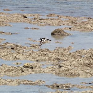 Ruddy Turnstone in flight (Arenaria interpres)