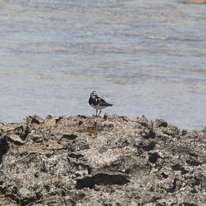 Ruddy Turnstone (Arenaria interpres)