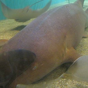Shark and Ray Touch Tank- Nurse Shark