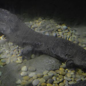 Chinese Giant Salamander