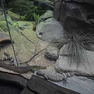 Mexican West Coast Rattlesnake and Beaded Lizards