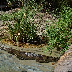False Gharial