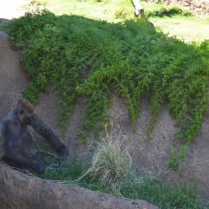 Lowland Gorilla