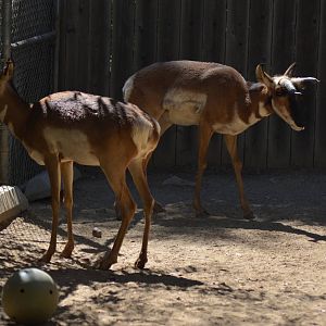 Peninsular Pronghorns