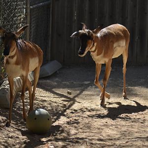 Peninsular Pronghorn