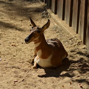 Peninsular Pronghorn