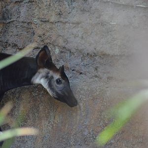 Okapi
