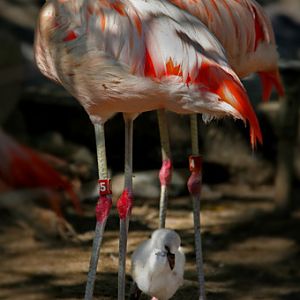 chilean flamingo chick
