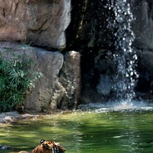 tiger in pool